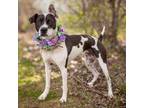 Adopt Riley a Pointer, Terrier