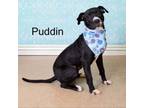Adopt Puddin a Pit Bull Terrier