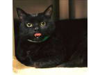 Adopt Molly a Domestic Short Hair