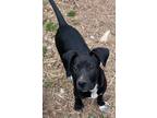 Adopt Stella a Boxer, Black Labrador Retriever