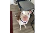 Adopt Jillie! a Pit Bull Terrier, American Staffordshire Terrier