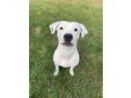 Adopt Cornbread! Deaf! a Pit Bull Terrier, Dalmatian