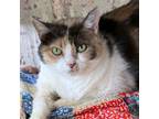 Adopt Callie a Dilute Calico