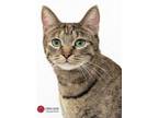 Adopt Indiana a Domestic Short Hair