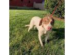 Adopt Zooey a Labrador Retriever, Hound