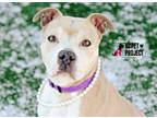 Adopt Colonel Mustard a Pit Bull Terrier, Mixed Breed