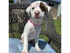 Adopt Bumblebee Pup - Carderbee - Adopted! a Pointer, Terrier