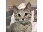 Adopt Paige a Domestic Short Hair