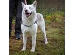 Adopt Mischa - Claremont Location a Husky