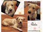 Adopt Pacha a Labrador Retriever, Yellow Labrador Retriever