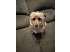 Adopt CHRISSY a Yorkshire Terrier