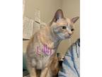 Adopt Lily a Domestic Short Hair