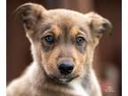 Adopt Serena a Australian Shepherd, Husky