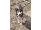 Adopt Skeeter a Husky