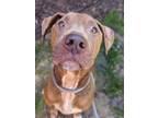 Adopt Green Bean - R Tag 453 a Mixed Breed