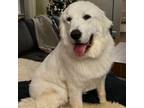 Adopt Caddie - Courtesy Post a Great Pyrenees