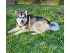 Adopt Chamber a Alaskan Malamute