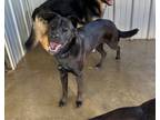 Adopt Agna a Labrador Retriever, Shepherd