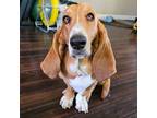 Adopt Maggie a Basset Hound