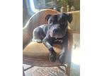 Adopt Cora a Pit Bull Terrier, Mixed Breed