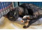 Adopt Lucy a Tortoiseshell