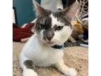 Adopt Polka Dot a Domestic Short Hair