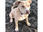 Adopt Izzy a Mixed Breed