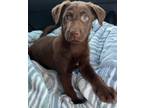 Adopt Coco a Labrador Retriever, Chocolate Labrador Retriever