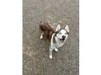 Adopt Hazel a Siberian Husky