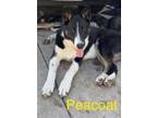 Adopt Peacoat a German Shepherd Dog