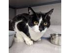 Adopt Melang- *Sweet Senior a American Shorthair