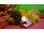 Adopt Shelby & Shirley a Abyssinian