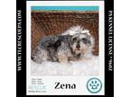 Adopt Zena (Bonded Pair with Sweet Pea) 030224 a Schnauzer