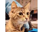 Adopt Alice a Domestic Short Hair