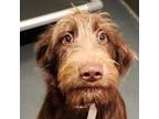 Adopt Possum a Labrador Retriever, Poodle