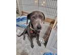 Adopt Luanne a Blue Lacy, Terrier