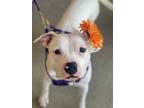 Adopt Nyla a Staffordshire Bull Terrier