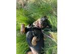 Adopt Jazzlyn a Rottweiler