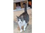 Adopt Serenity (Very Pregnant, Need Foster) a American Shorthair