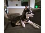 Adopt Indigo a Husky