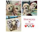 Adopt Snickers & Sugar a Maltipoo