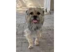 Adopt Cookie a Yorkshire Terrier, Mixed Breed