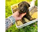 German Shepherd Dog Puppy for sale in Yatesville, GA, USA