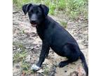 Adopt Dolly a Labrador Retriever