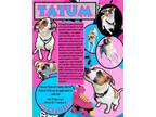Adopt Tatum a Pit Bull Terrier