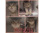 Adopt Octavia a Domestic Short Hair