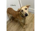 Adopt 24Liberty a Labrador Retriever