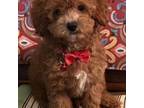 Red Toy Poodle