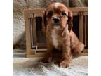 Cavalier King Charles Spaniel Puppy for sale in Fennimore, WI, USA