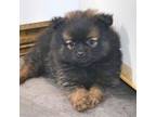 Pomeranian Puppy for sale in Cape Girardeau, MO, USA